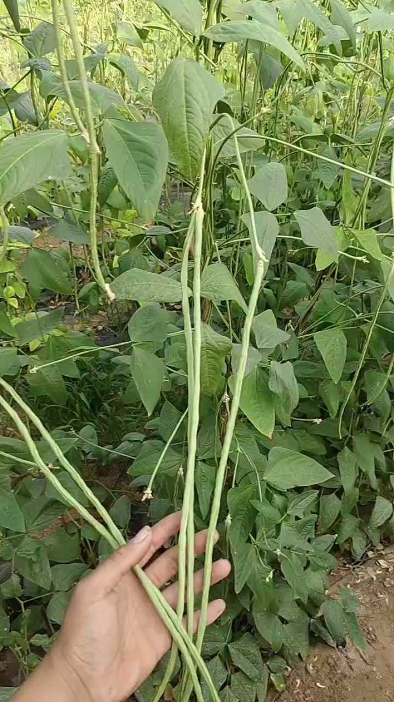 豆角大量上市。需要的老板电话联系。产地直发。代收代发。