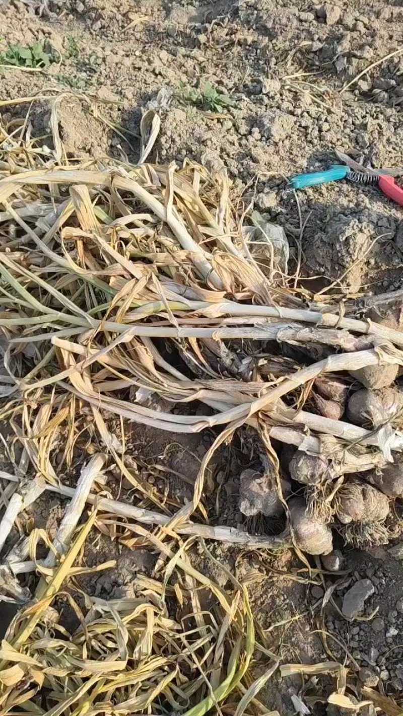 红蒜混级统货过漏床！颜色好，可做各种包装