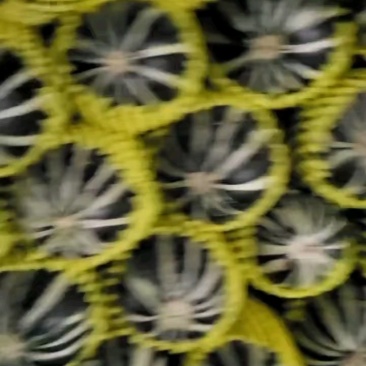 精品砀山博洋9甜瓜大量供应，全国代发，货源充足！
