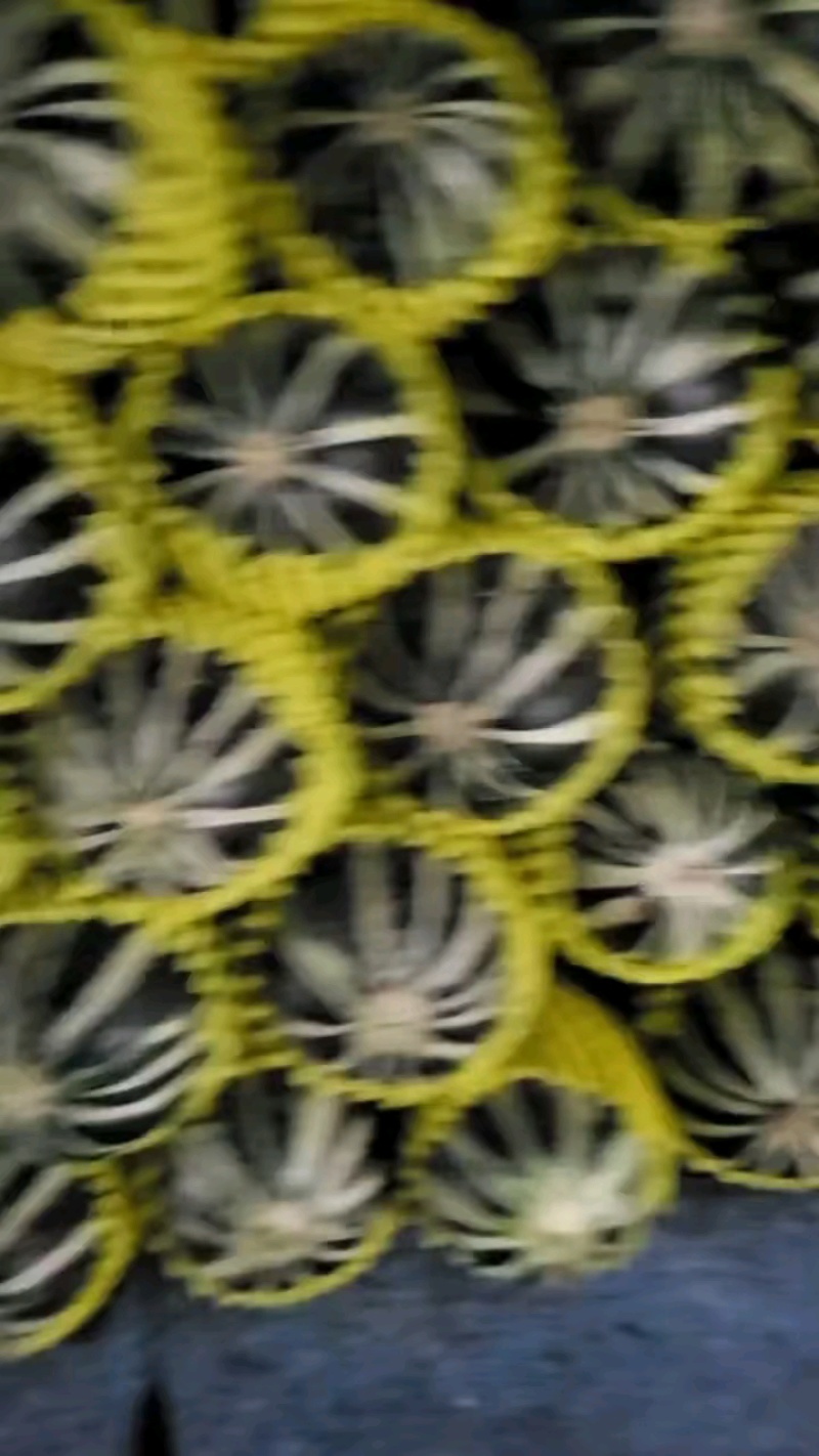 精品砀山博洋9甜瓜大量供应，全国代发，货源充足！