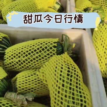 【精品博洋甜瓜】脆甜可口现摘现发可对接电商团购