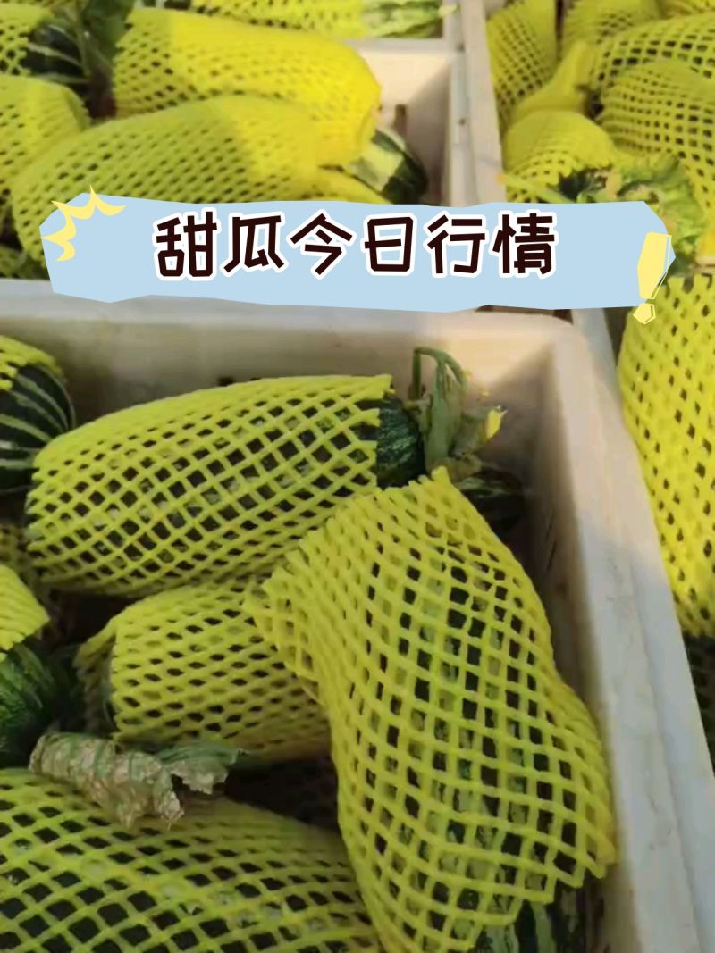 【精品博洋甜瓜】脆甜可口现摘现发可对接电商团购
