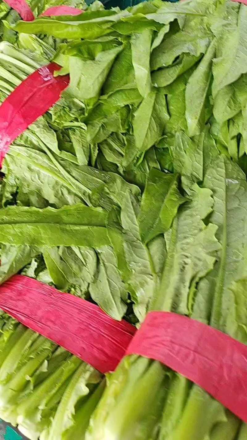 油麦菜一年四季供应有大棚质量可靠可发全国