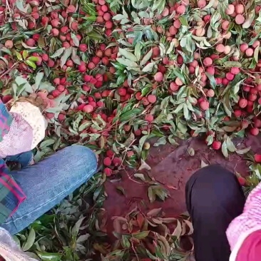 热带水果荔枝/白糖罂荔枝/妃子笑荔枝/