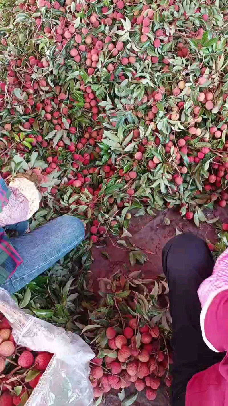 热带水果荔枝/白糖罂荔枝/妃子笑荔枝/