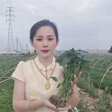 金贵宏辣椒苗免费技术指导后期提供销路