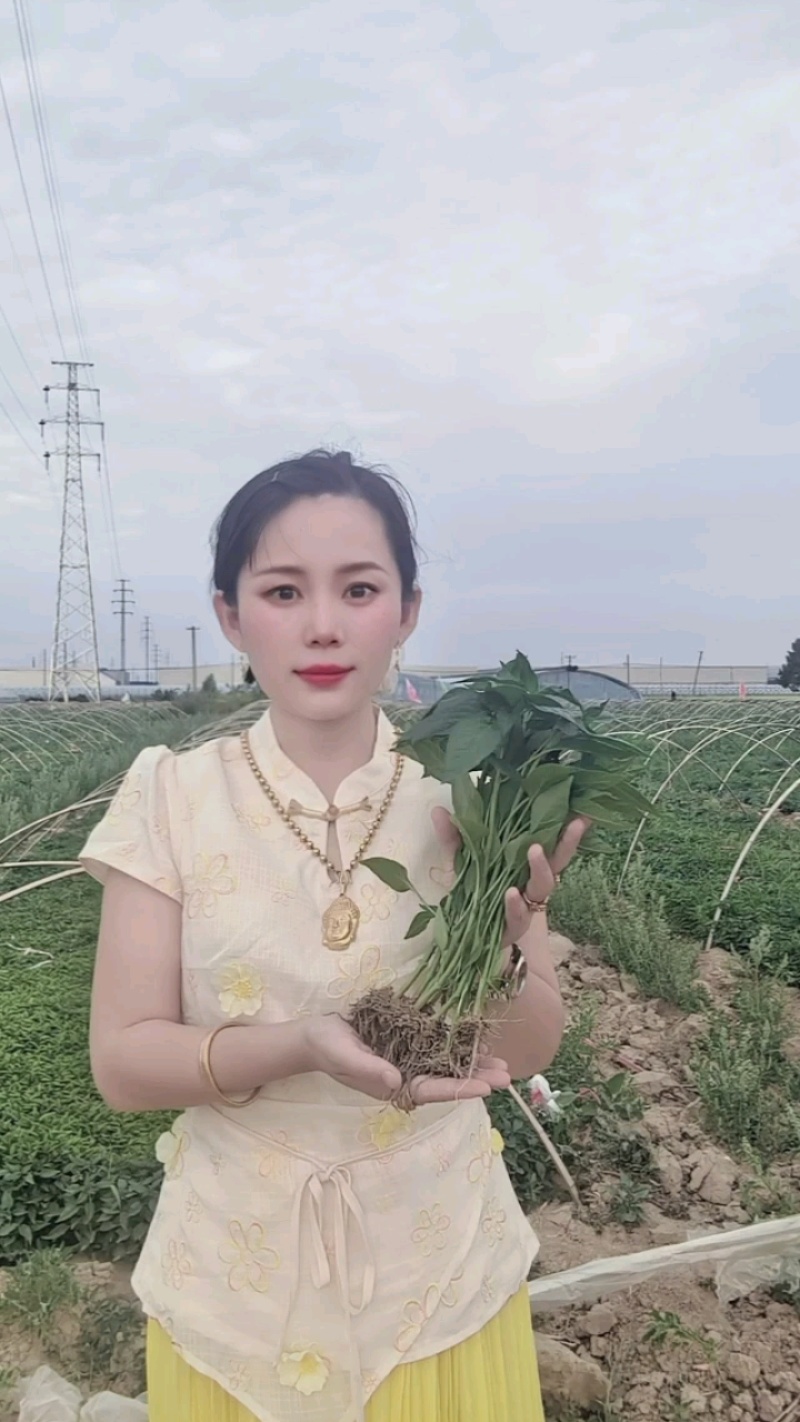 金贵宏辣椒苗免费技术指导后期提供销路