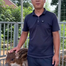 跑山猪黑猪二代杂交野猪活体花猪养殖小猪仔活猪家养人工驯养