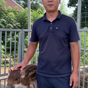 跑山猪黑猪二代杂交野猪活体花猪养殖小猪仔活猪家养人工驯养