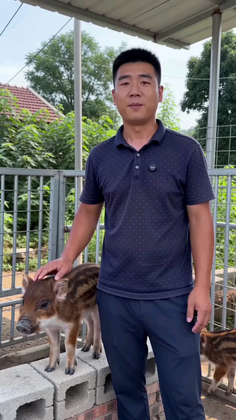 跑山猪黑猪二代杂交野猪活体花猪养殖小猪仔活猪家养人工驯养