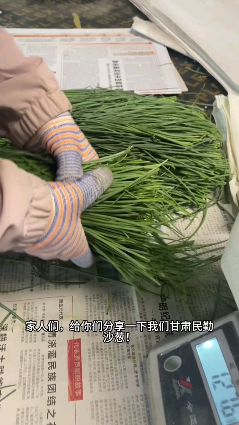 沙葱
