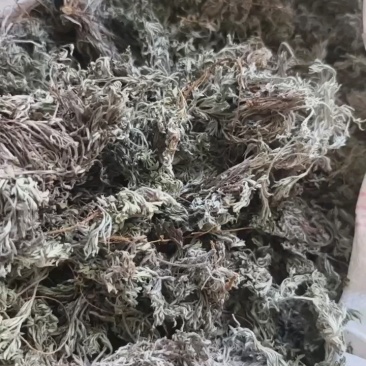 茵陈茵陈产地河南省地道药材紫轩堂药业