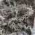 茵陈茵陈产地河南省地道药材紫轩堂药业