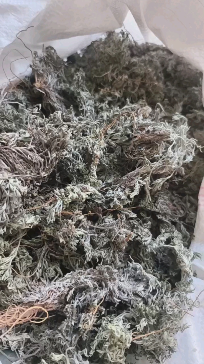 茵陈茵陈产地河南省地道药材紫轩堂药业
