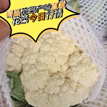 【精品花菜】有机松花菜河南花菜开封花菜产地直发