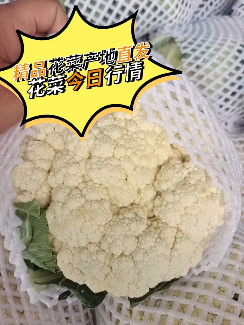 【精品花菜】有机松花菜河南花菜开封花菜产地直发