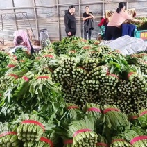 油麦菜河北邯郸油麦菜大量上市诚信经营，