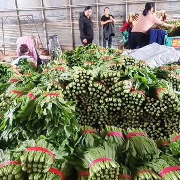 油麦菜河北邯郸油麦菜大量上市诚信经营,