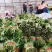 油麦菜河北邯郸油麦菜大量上市诚信经营,