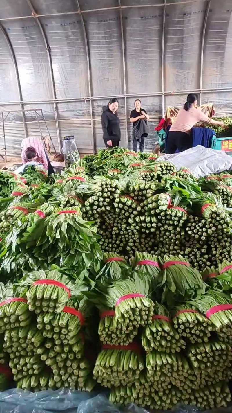 油麦菜河北邯郸油麦菜大量上市诚信经营，