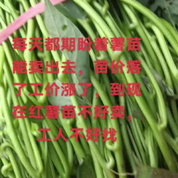 脱毒大田苗商薯19，龙薯九号，西瓜红等薯苗粗，技术指导
