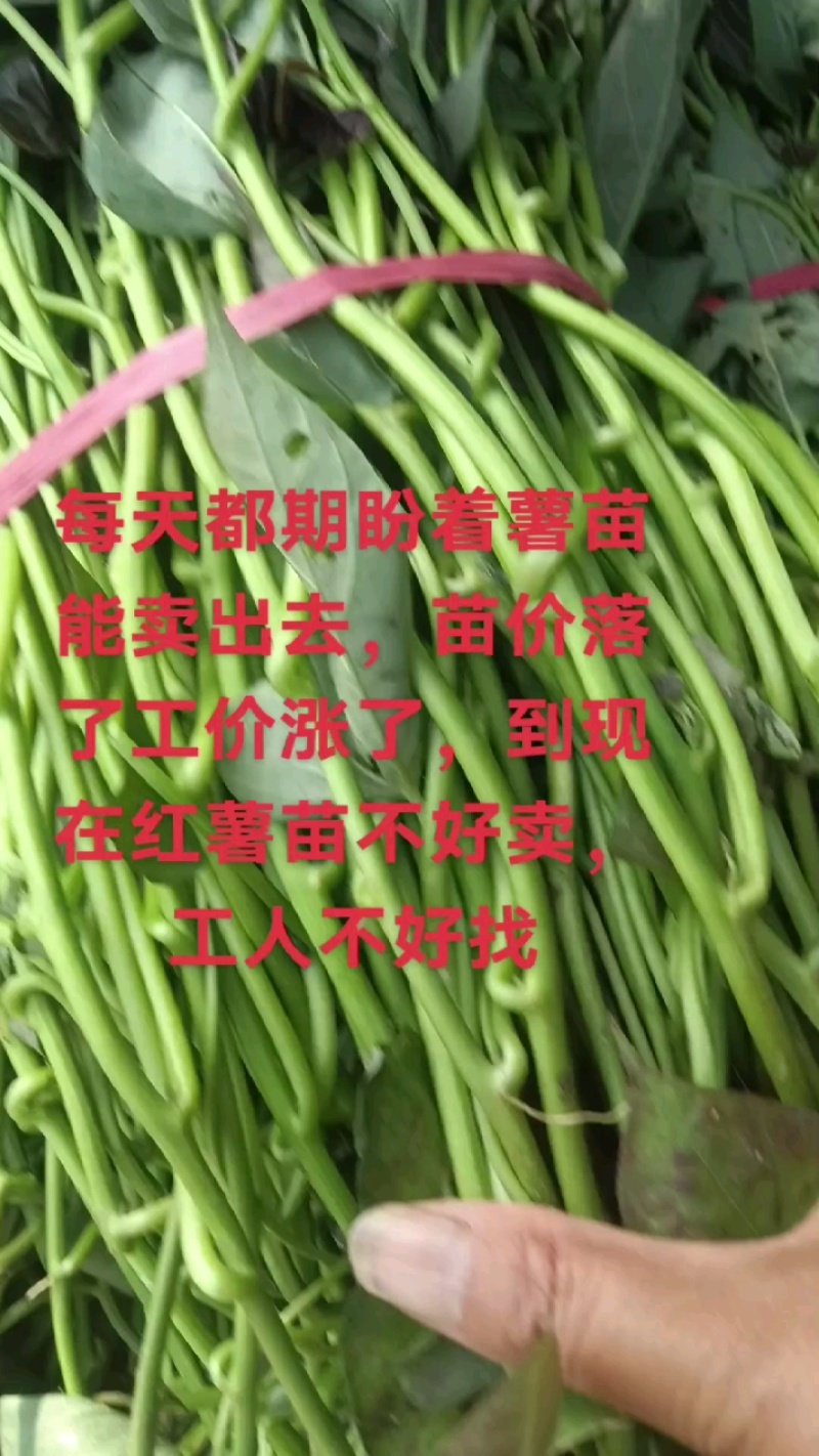 脱毒大田苗商薯19，龙薯九号，西瓜红等薯苗粗，技术指导