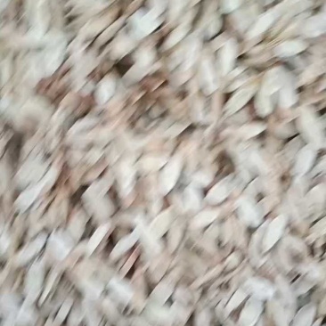 【甘肃岷县黄芪】正宗甘肃岷县产地三年生主根切片挑选黄芪，