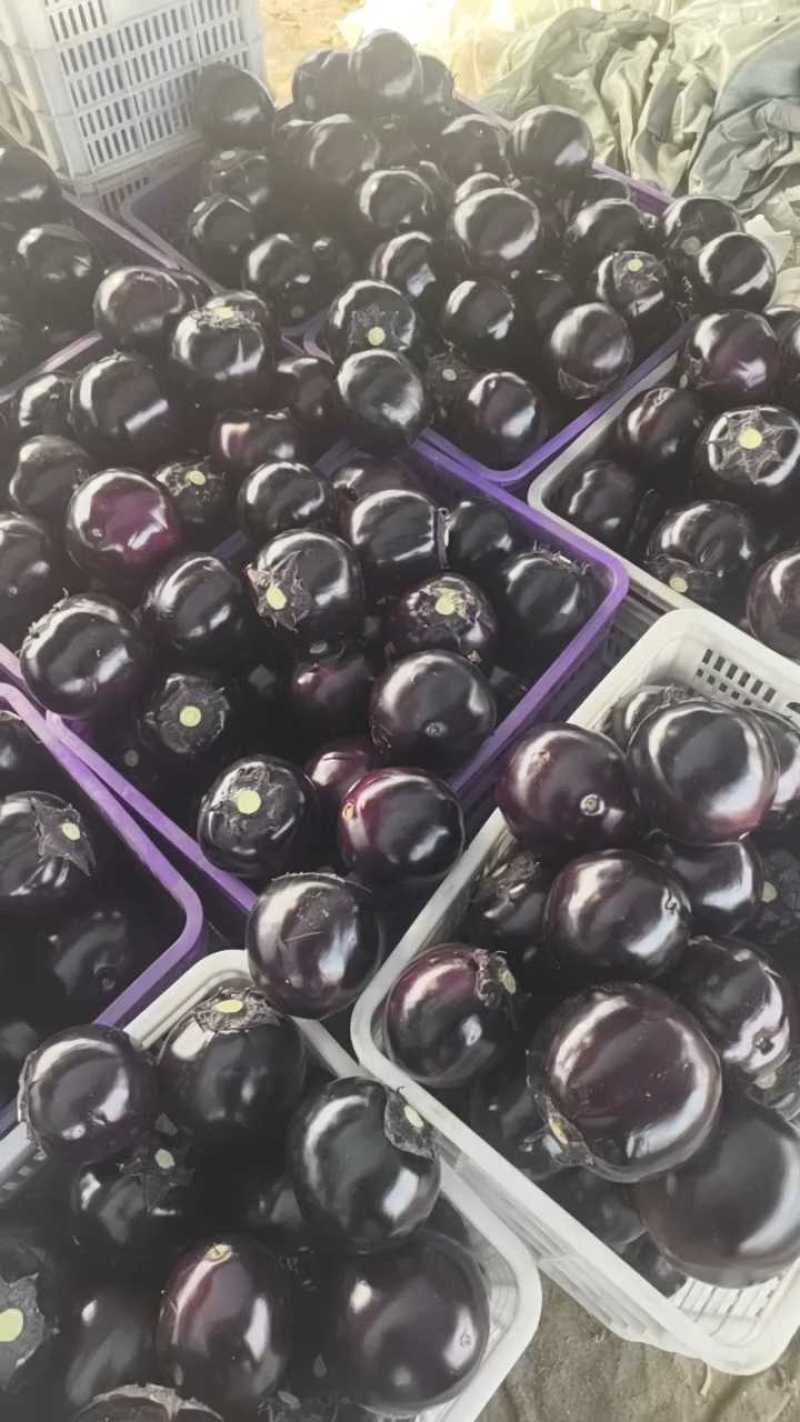 山东寿光精品紫光圆茄全年有货支持各种平台