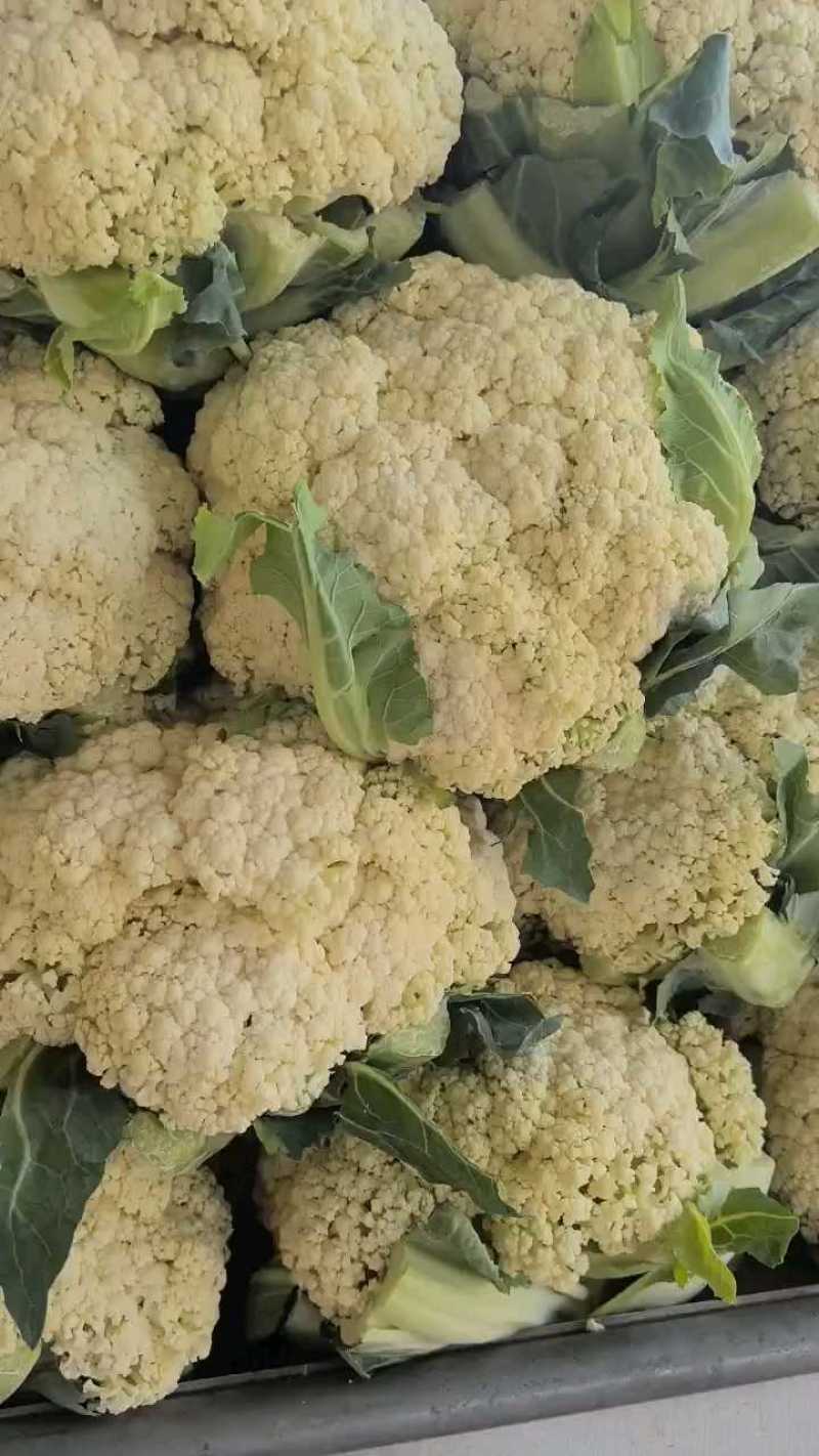 松花菜，散花，松花，有机菜花，咸阳有机花，陕西松花，三原
