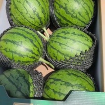 陕西蒲城手剥冰淇凌糖丸无籽吊篮西瓜现已大量上市