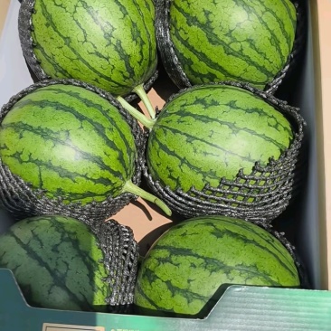 陕西蒲城手剥冰淇凌糖丸无籽吊篮西瓜现已大量上市