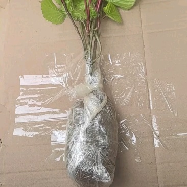 当年珙桐小苗中华鸽子树夏禹林基地直销鸽子花