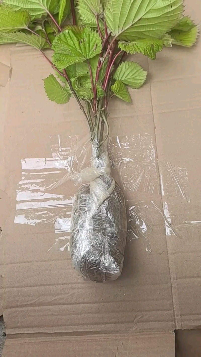 当年珙桐小苗中华鸽子树夏禹林基地直销鸽子花