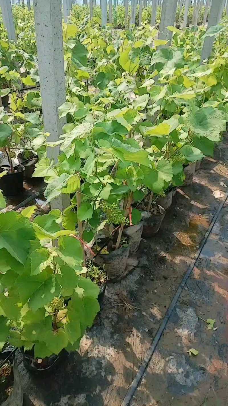带果盆栽葡萄树葡萄苗基地直发对接全国提供技术指导