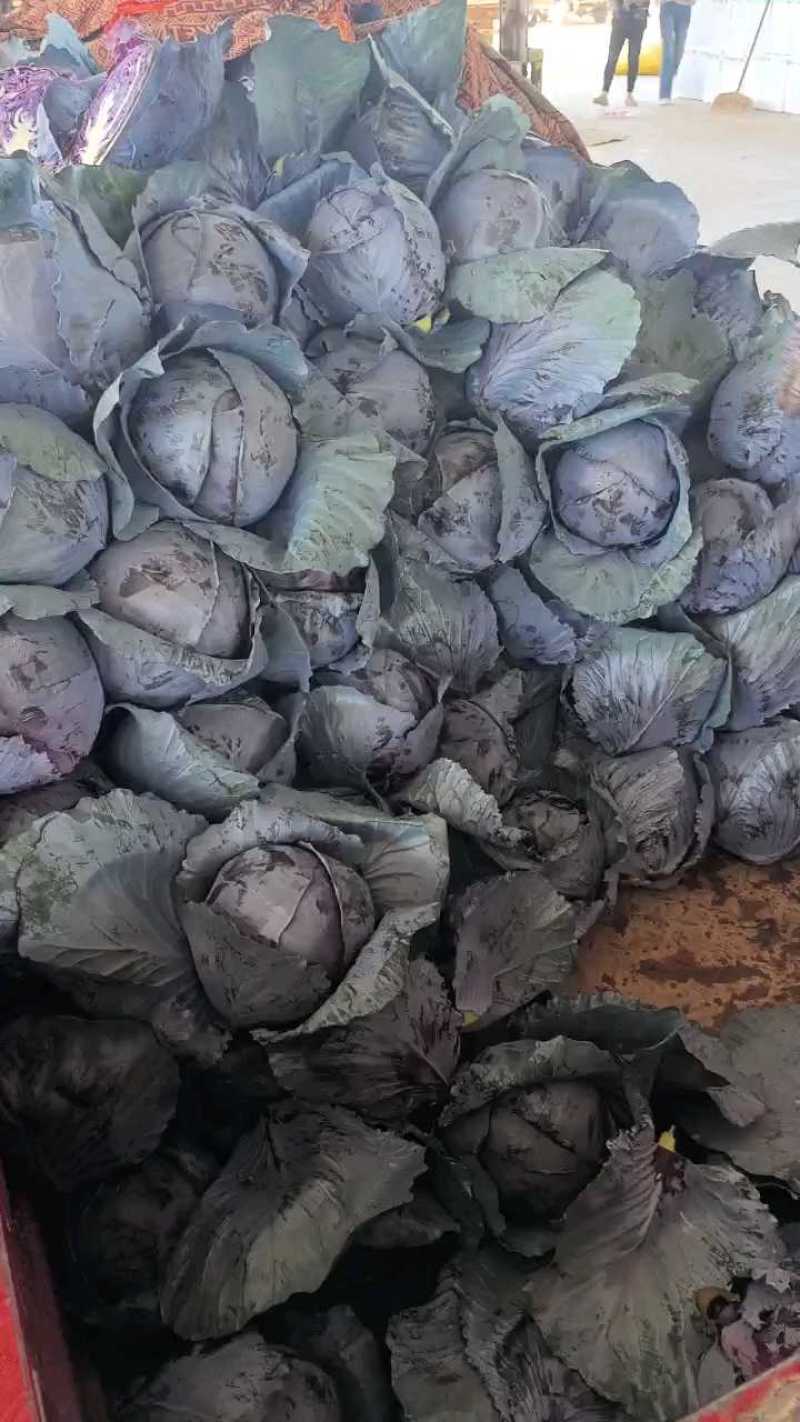 紫甘蓝，产地直发欢迎订购。欢迎采购。三原紫甘蓝。