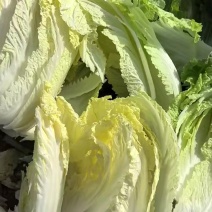 早春优质黄心大白菜欢迎客商来采购