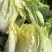 早春优质黄心大白菜欢迎客商来采购