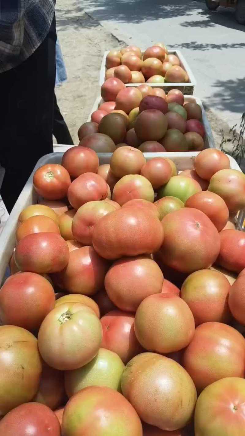 西红柿，夏邑精品西红柿，产地直销，量大从优，价格随行就市