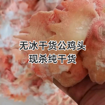 工厂直发大冠公鸡头