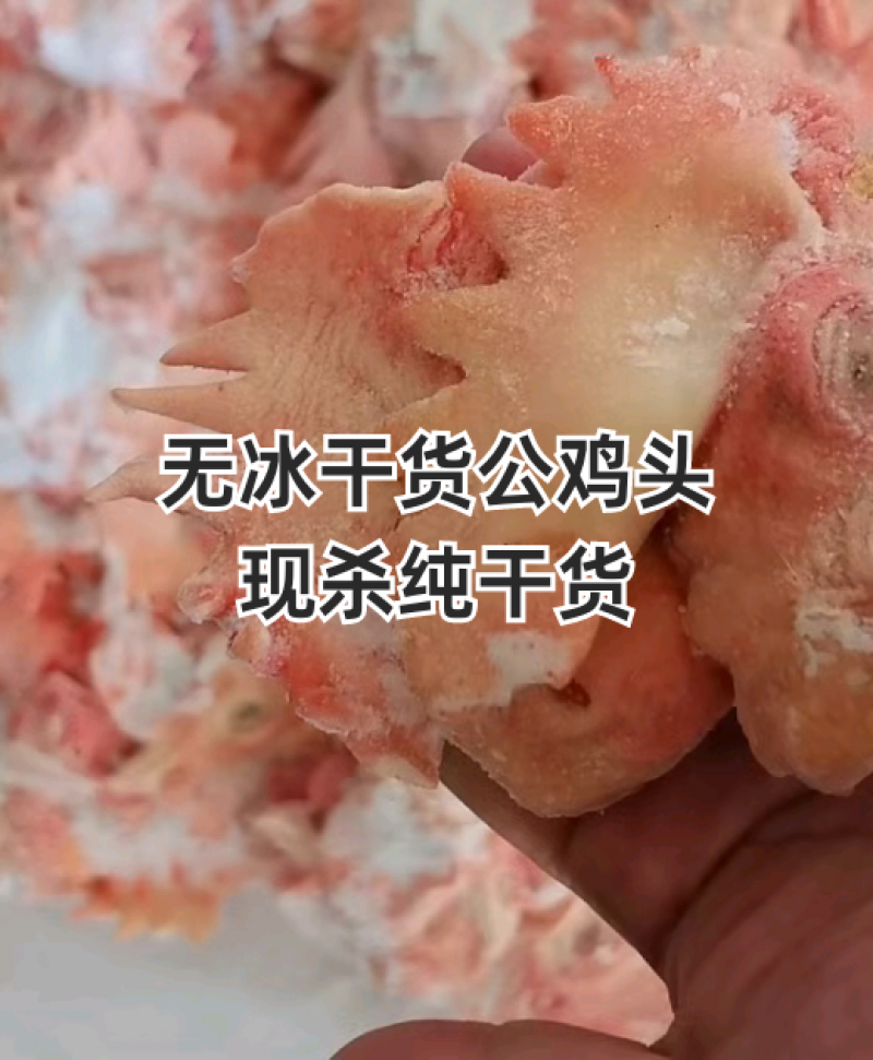 工厂直发大冠公鸡头