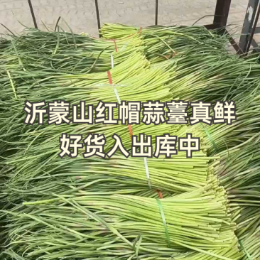 山东平邑精品红帽蒜薹，货源充足稳定质量优良，基地直发。