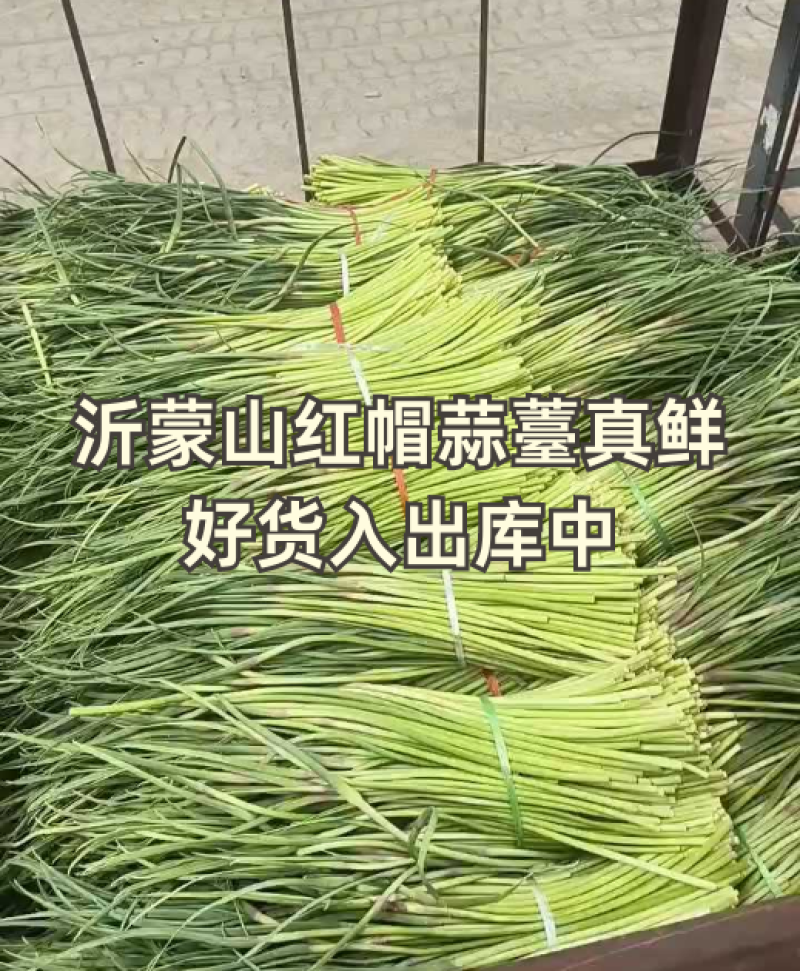 山东平邑精品红帽蒜薹，货源充足稳定质量优良，基地直发。