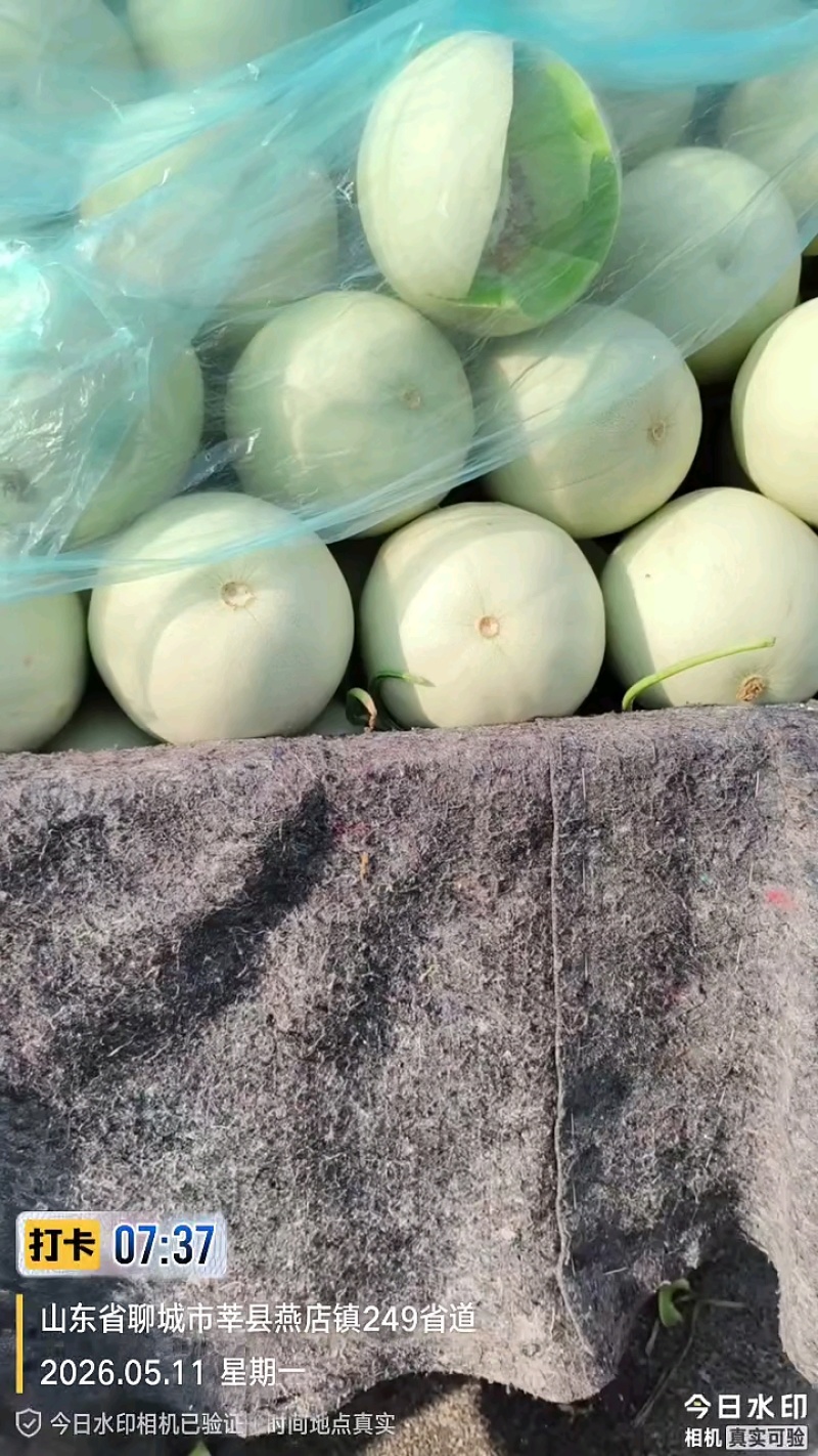 冰激凌玉菇甜瓜，山东莘县网红瓜（玉菇）