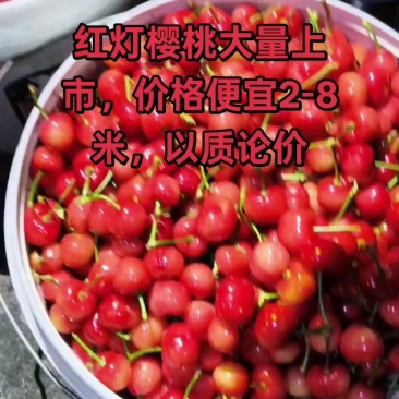 山东大樱桃特大美早新鲜采摘人工甄选原产地发货整箱发货