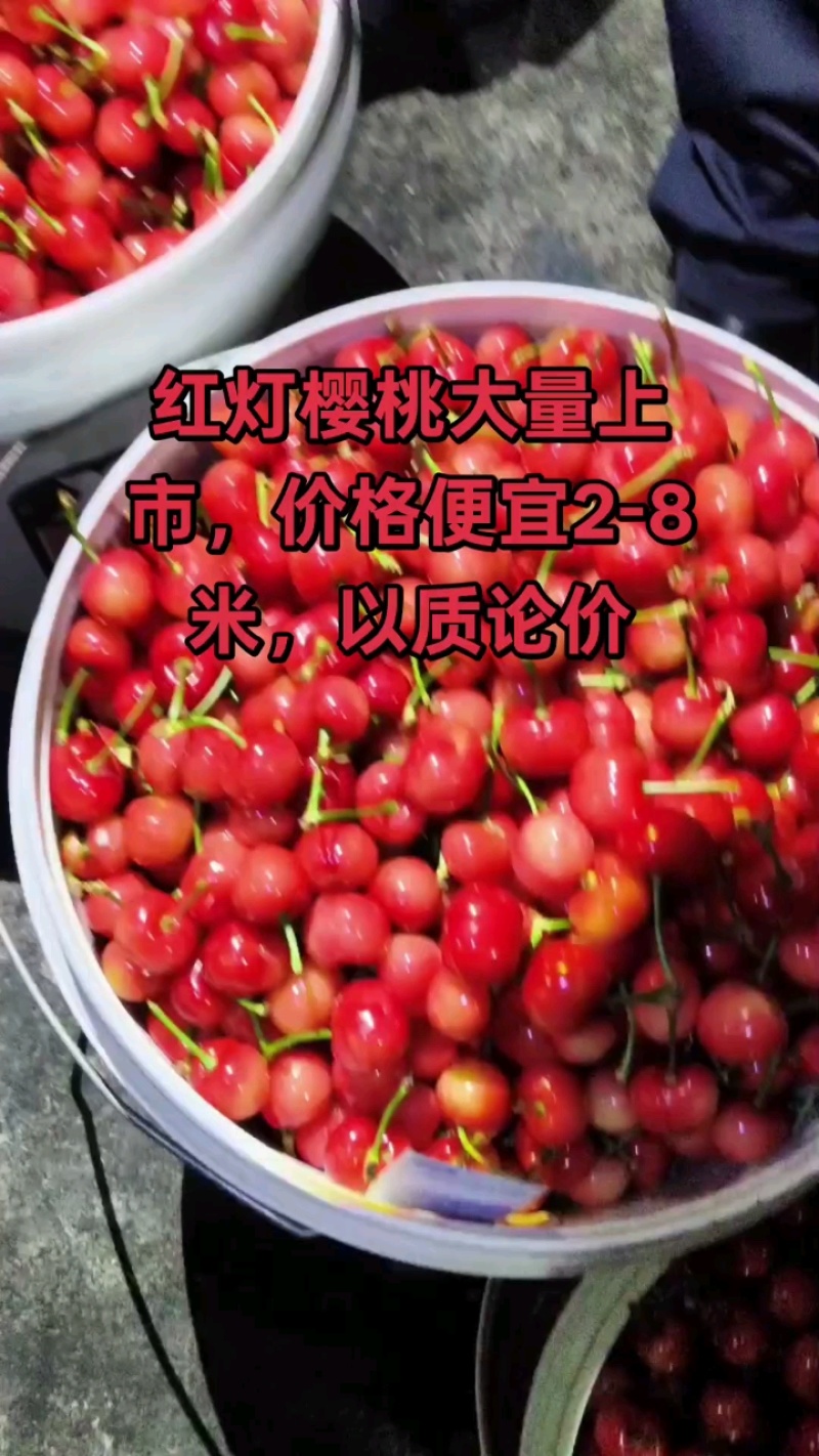 山东大樱桃特大美早新鲜采摘人工甄选原产地发货整箱发货