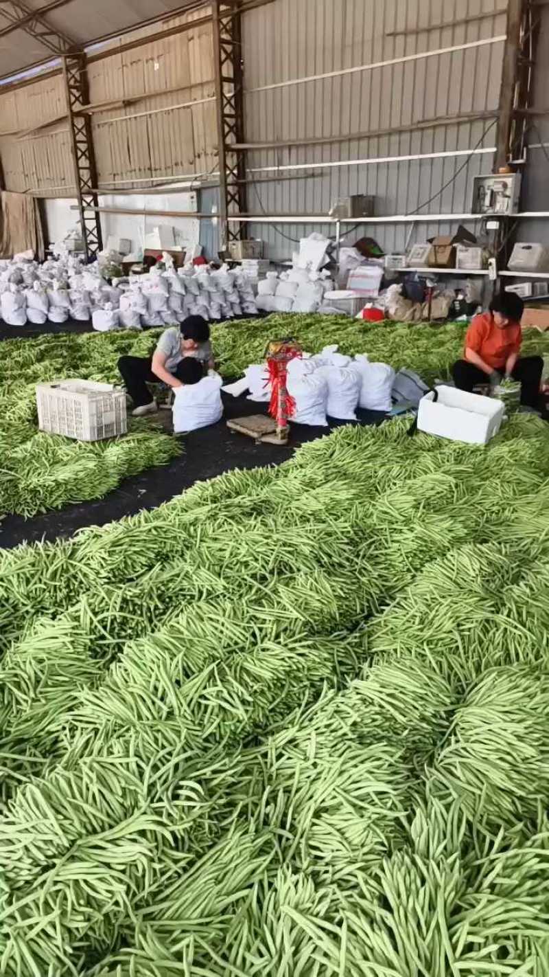 产地四季豆质量好，价格2.5-3.5元/斤
