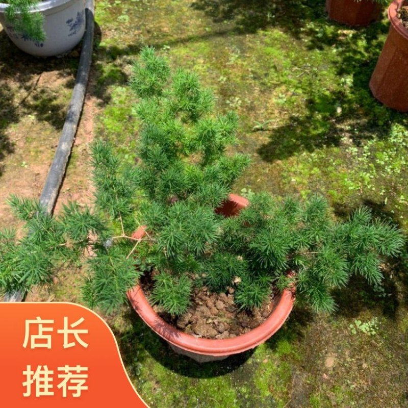 云南昆明宜良县自家种植基地蓬莱松优质松树可视频看货