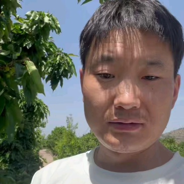 甘肃天水大樱桃
