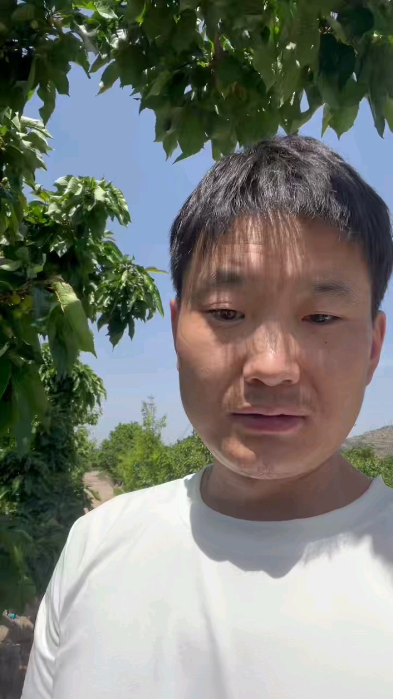 甘肃天水大樱桃