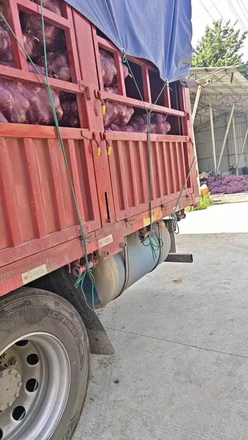 洋葱马上发车，需要的老板提前联系！